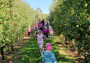Wspólne zbieranie jabłek